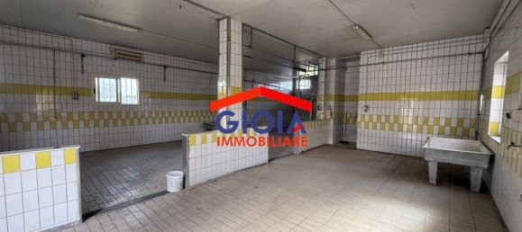 2-salle Propriété commerciale à Cancello ed Arnone, Italy No. 211732 14