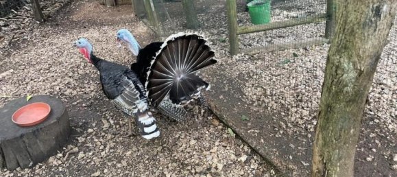 5 bedrooms House in Nicoya, Costa Rica No. 215 6