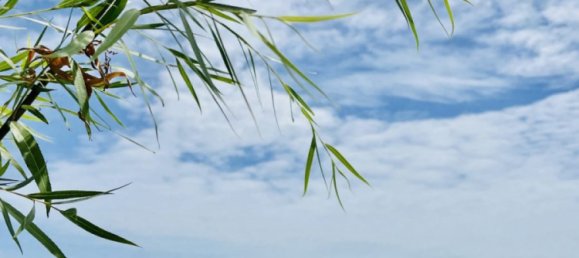 1 Schlafzimmer Eigentumswohnung in Chon Buri, Thailand, Nr. 11487 8