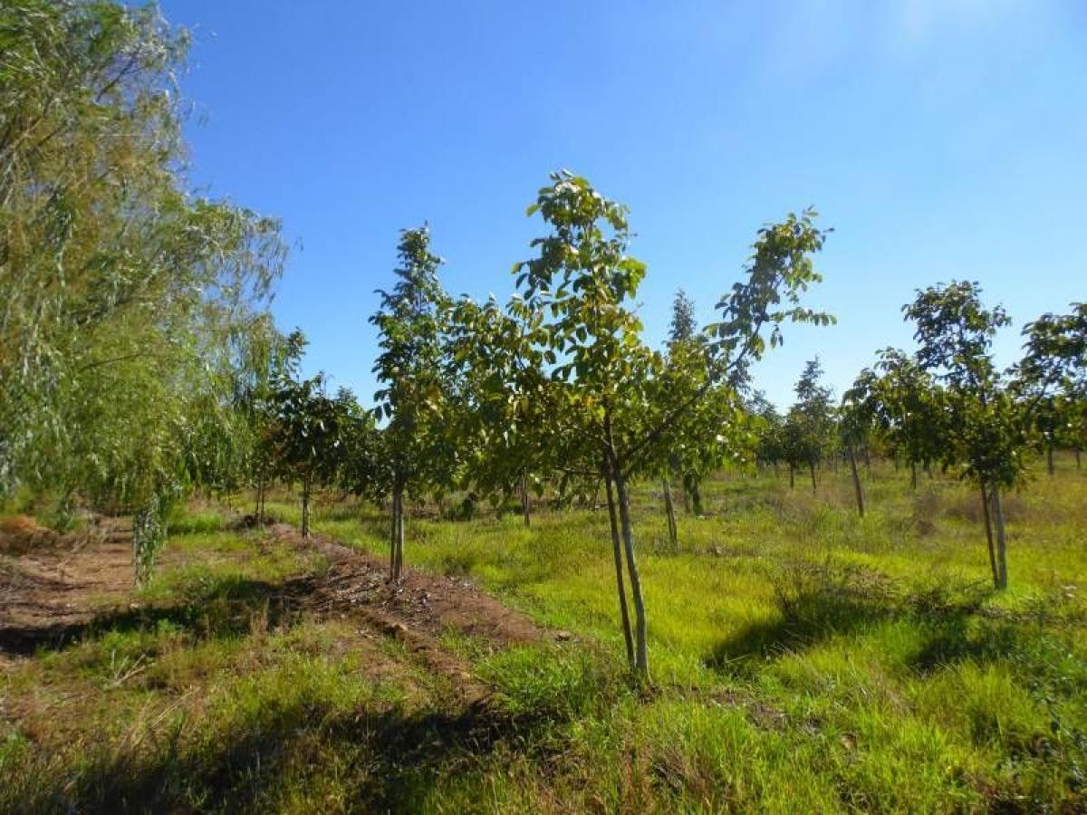  Land in Maule, Chile No. 669