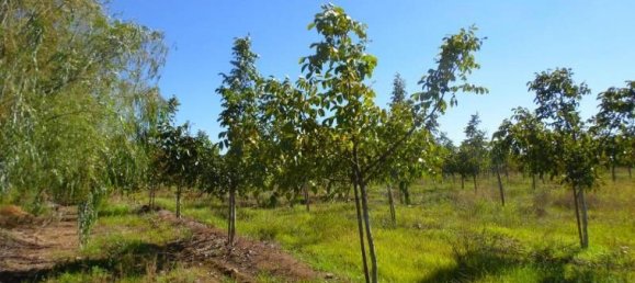  Land in Maule, Chile No. 669 2