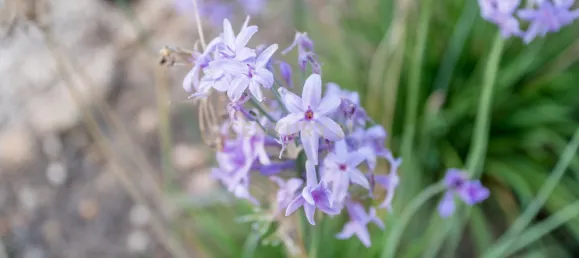 4 Schlafzimmer Villa in Alvor, Portugal, Nr. 136108 31