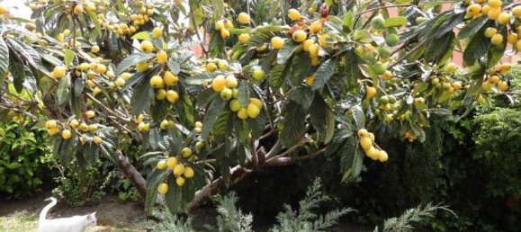 4 Schlafzimmer Haus in Estepona, Spain, Nr. 119917 60