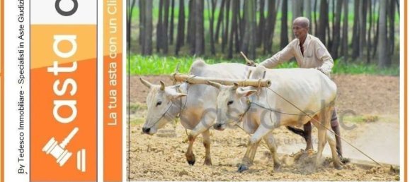 10215m² Land in Capaccio Paestum, Italy No. 224789 9