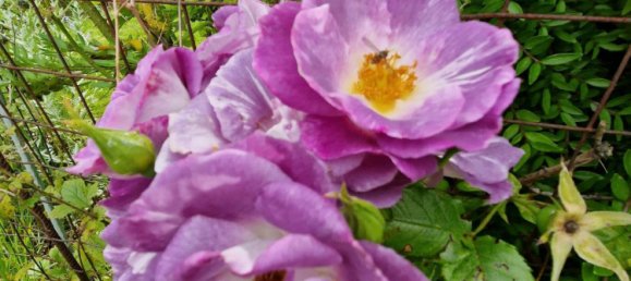  Land in Friesland, Germany No. 234655 6