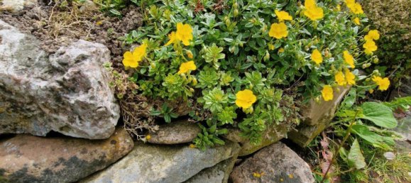  Land in Friesland, Germany No. 234655 5