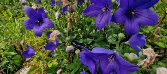  Land in Friesland, Germany No. 234655 4