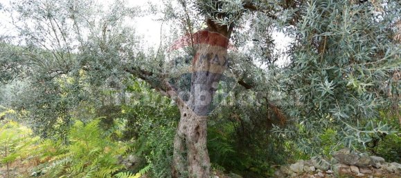 3 Schlafzimmer Haus in Chiaramonte Gulfi, Italy, Nr. 350862 23