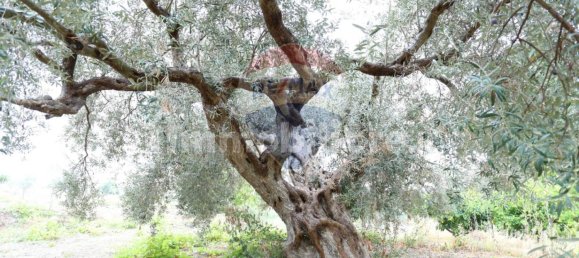 3 Schlafzimmer Haus in Chiaramonte Gulfi, Italy, Nr. 350862 8