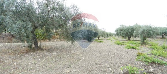 3 Schlafzimmer Haus in Chiaramonte Gulfi, Italy, Nr. 350862 22