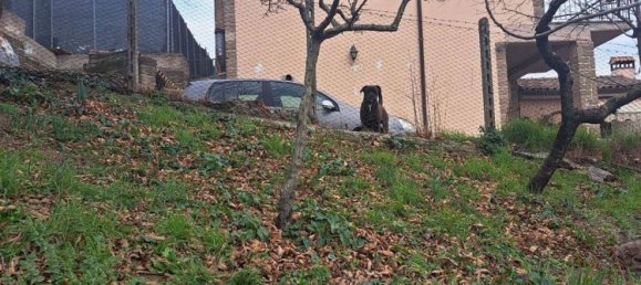 8 rooms Villa in Canale Monterano, Italy No. 158922 16