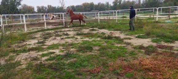 Земельный участок 26000м² в Вальдеторрес-де-Харама, Испания № 182378 4