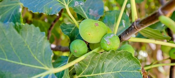 Вилла с 5 спальнями в Лагуш, Португалия № 131724 47