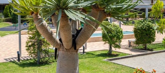 3 bedrooms Penthouse in La Zenia, Spain No. 177350 22