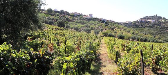 9 bedrooms House in Sao Joao da Pesqueira, Portugal No. 68732 44