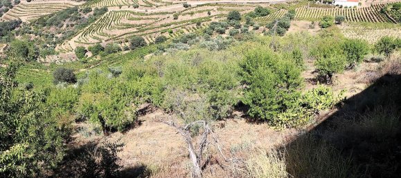 9 bedrooms House in Sao Joao da Pesqueira, Portugal No. 68732 35