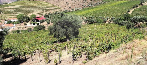 9 bedrooms House in Sao Joao da Pesqueira, Portugal No. 68732 36