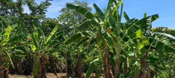 20 bedrooms Commercial property in Chiang Mai, Thailand No. 9290 13