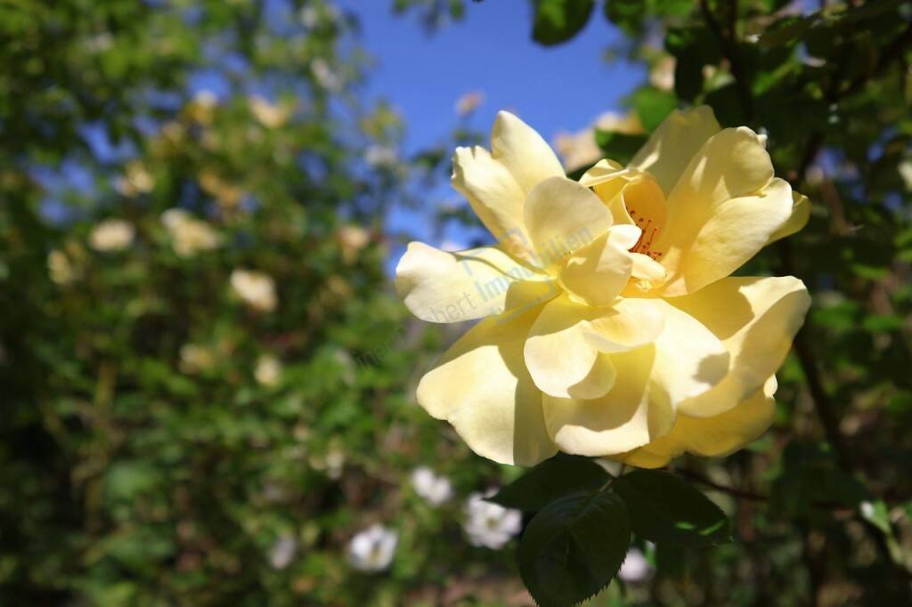 5 rooms House in Darmstadt-Dieburg, Germany No. 160237