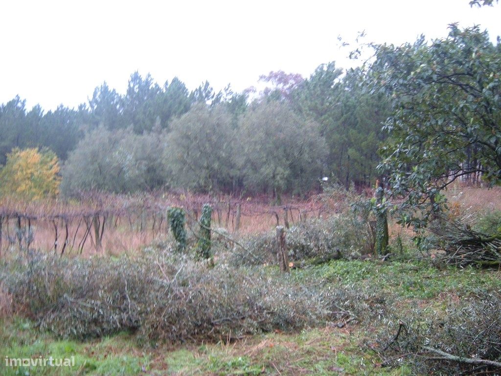 Grundstück in Ponte de Lima, Portugal 5000m², Nr. 303520