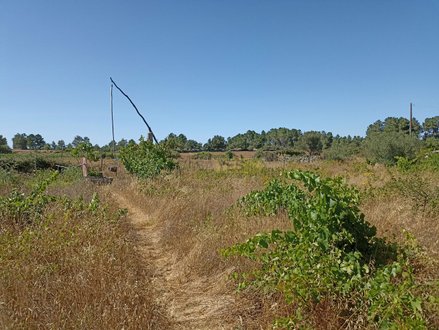 6 bedrooms House in Pinhel, Portugal No. 15581