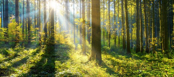 Terreno en Regensburg, Germany No. 190029 3