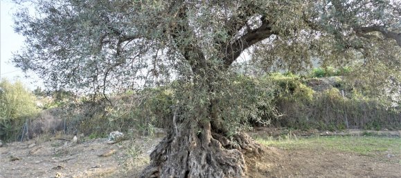 3 bedrooms House in Alcaucin, Spain No. 45174 11