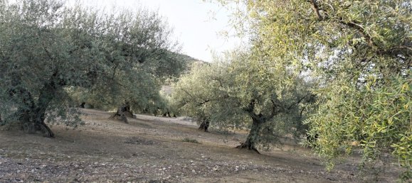 3 bedrooms House in Alcaucin, Spain No. 45174 39