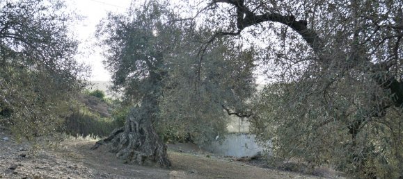 3 bedrooms House in Alcaucin, Spain No. 45174 37