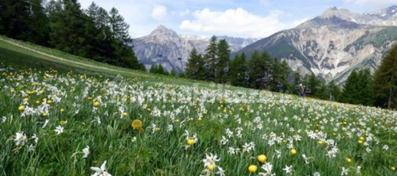 4 bedrooms House in Bardonecchia, Italy No. 55478 2