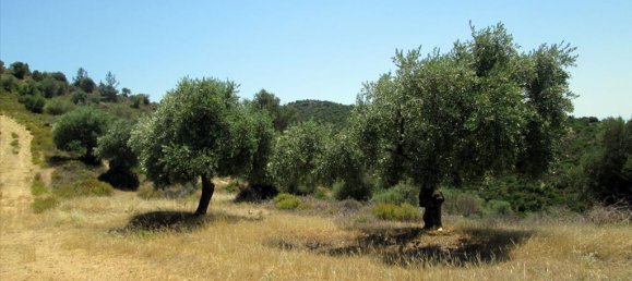 12912m² Hotel in Thasos, Greece No. 7717 8