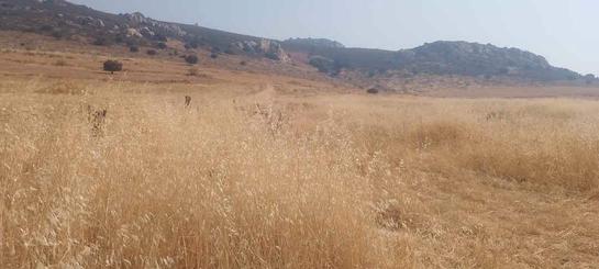 Grundstück in Penarroya-Pueblonuevo, Spain 10000m², Nr. 197447