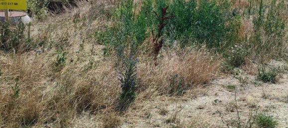  Land in Purbach am Neusiedler See, Austria No. 123014 5