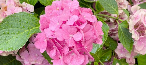 1 chambre Appartement à Munich, Germany No. 240206 5