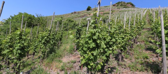 10-Zimmer Gebäude in Cochem-Zell, Germany, Nr. 167775 22