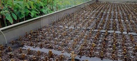 3 bedrooms Land in Messejana, Portugal No. 41668 9