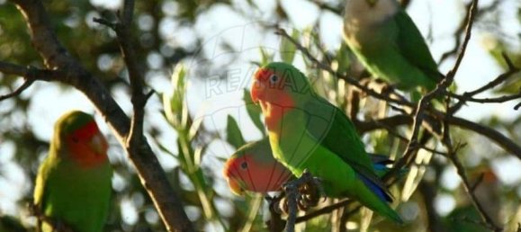 3 bedrooms Land in Messejana, Portugal No. 41668 3