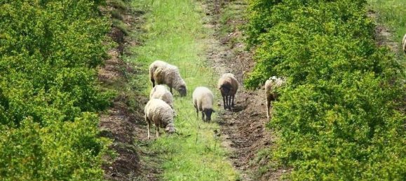 3 bedrooms Land in Messejana, Portugal No. 41668 10