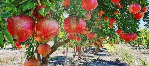 3 bedrooms Land in Messejana, Portugal No. 41668 11