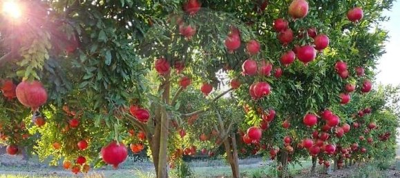 3 bedrooms Land in Messejana, Portugal No. 41668 12