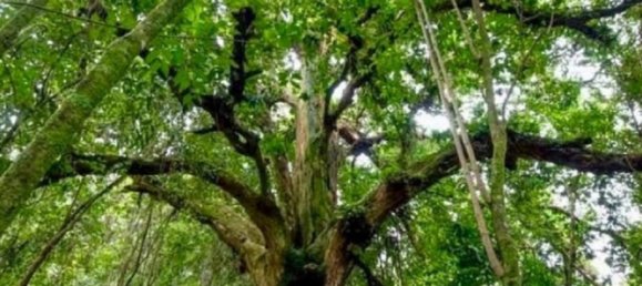 Casa T9 em Dota, Costa Rica N.º 1275 13