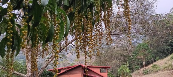 Casa T9 em Dota, Costa Rica N.º 1275 7