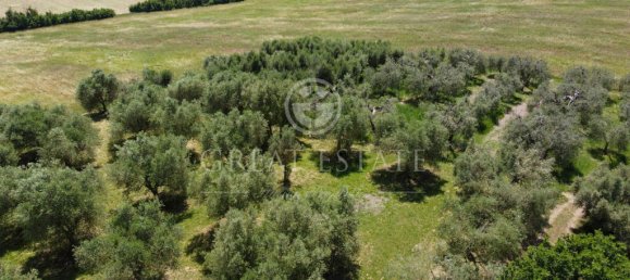 4 bedrooms House in Castiglione del Lago, Italy No. 178535 18