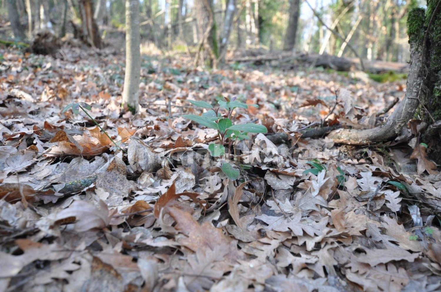 Grundstück in Impruneta, Italy 20000m², Nr. 263126