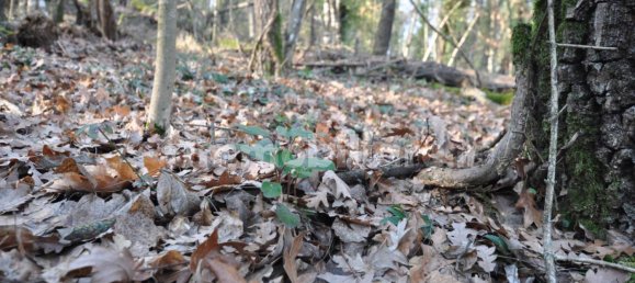 Grundstück in Impruneta, Italy 20000m², Nr. 263126 14