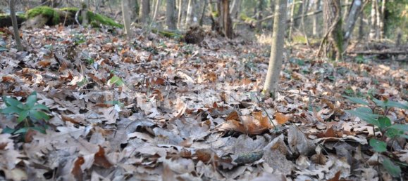 Grundstück in Impruneta, Italy 20000m², Nr. 263126 2