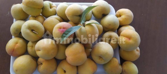 Villa de 6 dormitorios en Vezzano Ligure, Italy No. 256455 14