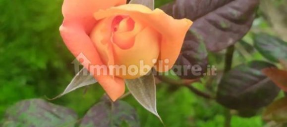 Villa de 6 dormitorios en Vezzano Ligure, Italy No. 256455 10