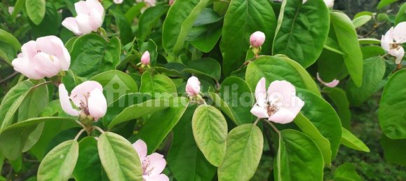 Villa de 6 dormitorios en Vezzano Ligure, Italy No. 256455 6