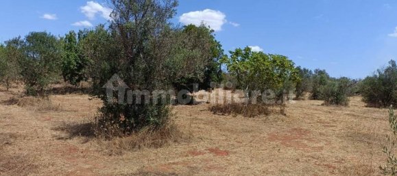  قطعة أرض في Ugento, Italy 18000متر مربع رقم 283475 9